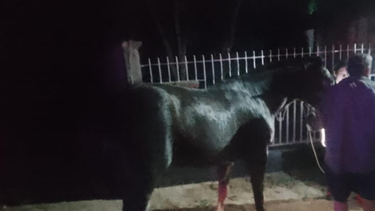 rescataron un caballo de un canal de riego en valle viejo