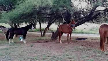 Secuestran caballos que deambulaban por las calles