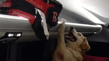 Laika. Junto a personal de la División Canes de la Policía.&nbsp;
