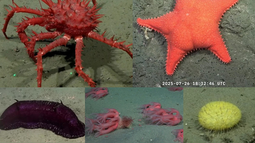 Una expedición del CONICET en el fondo marino causa furor en las redes