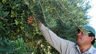 Aseguran que los productores solo cubren la mitad de sus costos