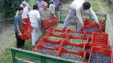 Estiman que la cosecha olivícola fue un 60% menos de lo esperado