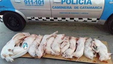 valle viejo: secuestraron animales porcinos faenados
