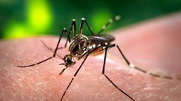 Avanza el dengue: se detectaron 602 nuevos casos