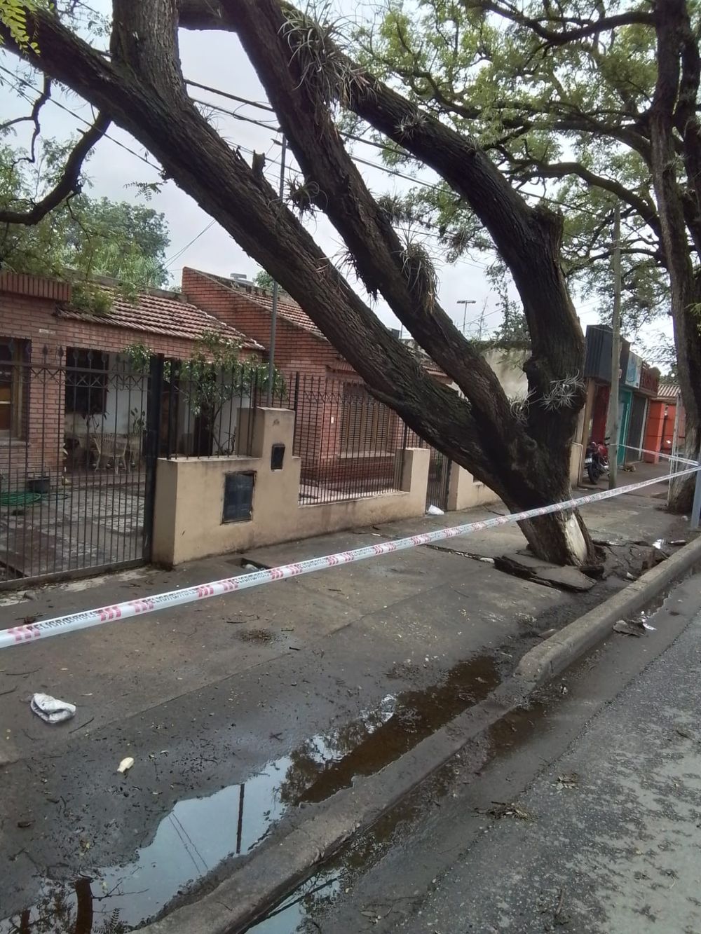 Temporada de lluvias. Las precipitaciones y vientos aceleran la caída de los añejos ejemplares.