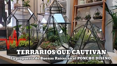Terrarios que cautivan en el stand de Buenas Raices