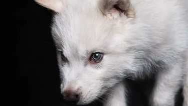 cientificos lograron revivir al lobo terrible