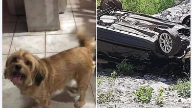 desesperado pedido de ayuda para encontrar a una perrita
