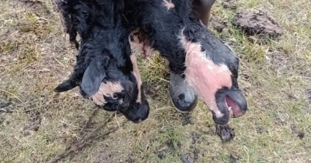 Nació un ternero con dos cabezas en Cholila