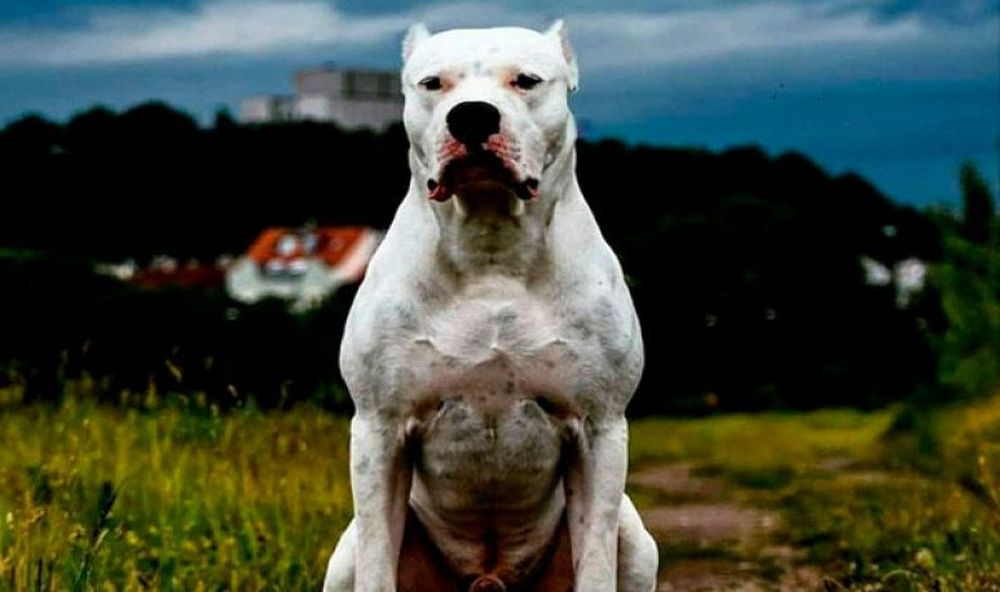 Dos dogos mataron a una adolescente