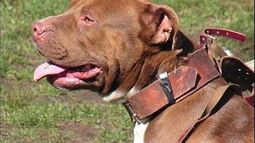 Un hombre fue atacado por un Pitbull