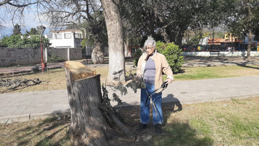 vecinos de villa dolores denuncian un arboricidio por la tala de arboles