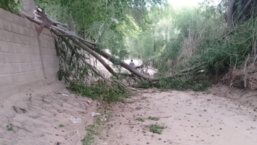 fuertes rafagas de viento provocaron caidas de arboles, cortes de luz y riesgo electrico en andalgala