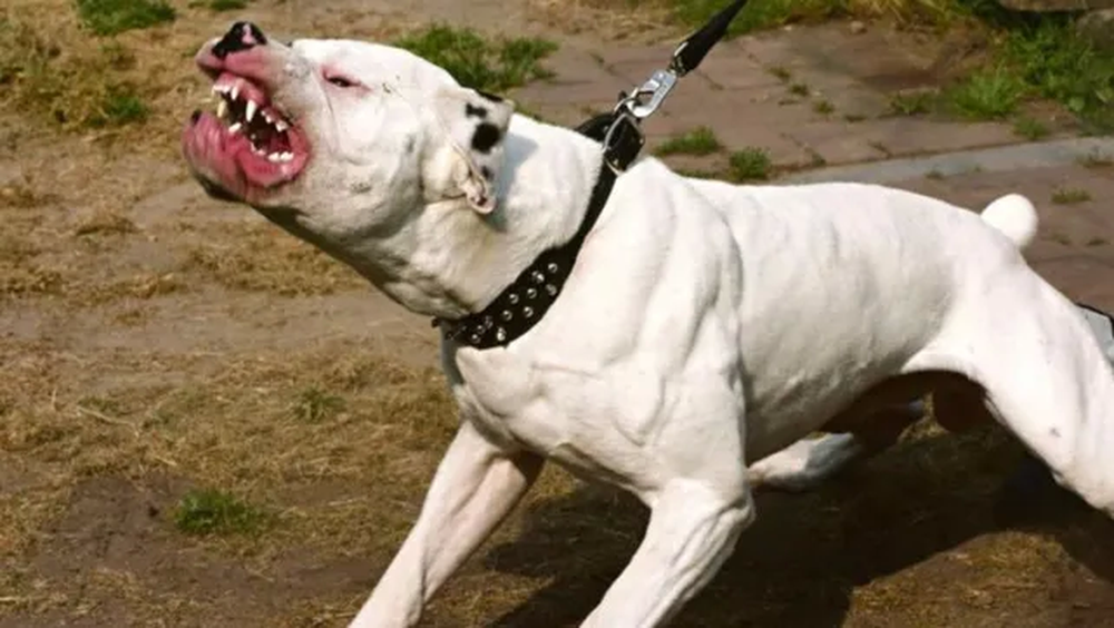 Dogos