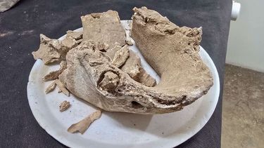 Increíble hallazgo. Encontraron varias partes del cuerpo.