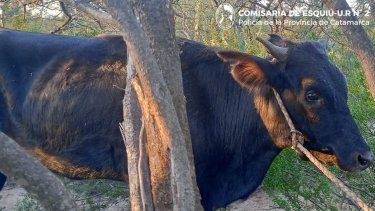 la policia recupero tres animales vacunos que habian sido robados y arresto a los responsables