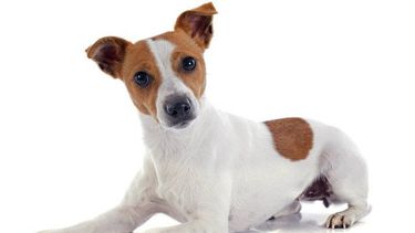 Hoy “Guau que peña”