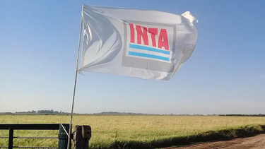 El Gobierno nacional llegó un acuerdos con el INTA para avanzar con la motosierra