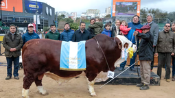 El Gran Campeón Macho de la raza Braford fue para el box 982, de la cabaña La Dominga