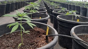 Demanda de requisitos  para cultivar cáñamo