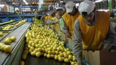 tucuman: citricolas en alerta por el arancel que impuso donald trump al limon