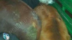 Secuestraron animales vacunos en Los Altos