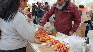 Se viene la 23ª Feria Provincial de intercambio de Semillas Nativas y Criollas en Tinogasta