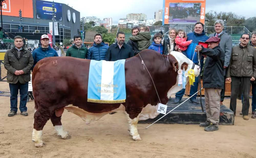 El Gran Campeón Macho de la raza Braford fue para el box 982, de la cabaña La Dominga
