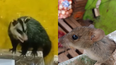 denunciaron a una verduleria por plagas de ratas y la presencia de una comadreja denunciaron a una verduleria por plagas de ratas y la presencia de una comadreja