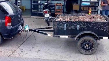 Secuestran cuarenta y cinco cerdos en Capayán