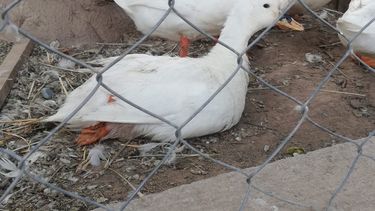 Robaron, dañaron y mataron animales en el Hogar Escuela