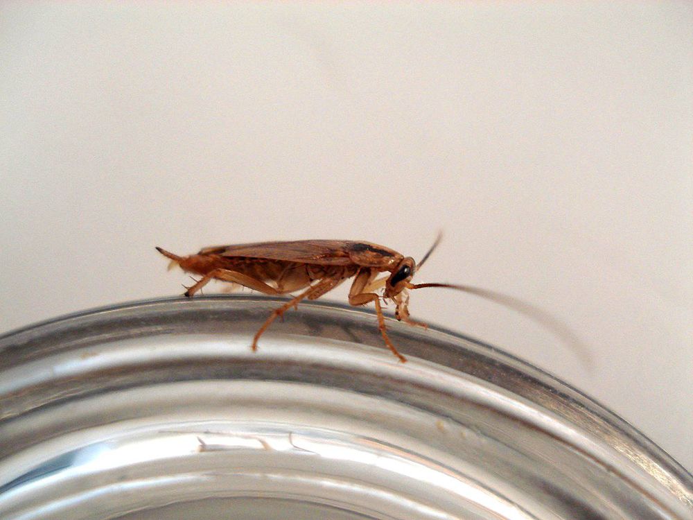 12 - Cucarachas foto.jpg