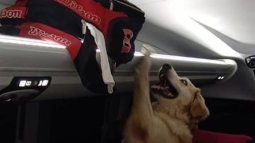 Efectivos policiales secuestraron cocaína y más de 1 kilo de cogollos de marihuana Efectivos policiales secuestraron cocaína y más de 1 kilo de cogollos de marihuana