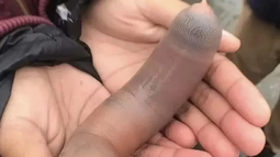 Los curiosos peces pene que invadieron las playas de la Patagonia