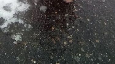 Rescataron al oso melero que estaba en cautiverio