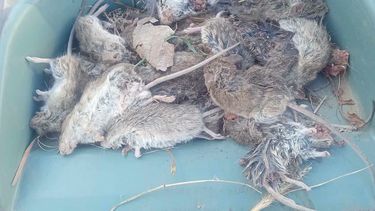preocupa la invasion de roedores en recreo y alertan por riesgos