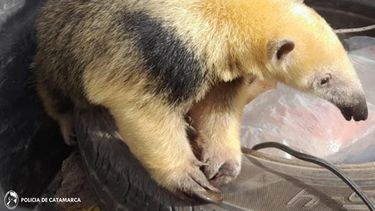 rescataron y liberaron a un oso melero en el alto