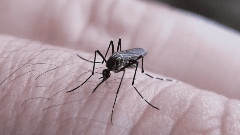 Dengue: detectan un serotipo que no había circulado antes en Catamarca 