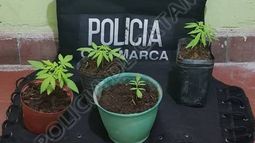 Secuestran plantines de marihuana en Huillapima
