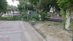 Pomán. Los daños más severos se registraron en la plaza principal por la caída de árboles completos.