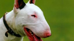 Intentó cobrar rescate por un Bull Terrier