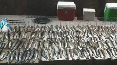 Cuatro aprehendidos en Antofagasta de la Sierra