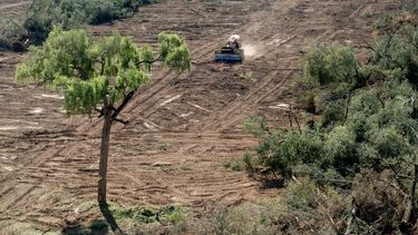 greenpeace alerto sobre el desastre ambiental que ocasionaria la ley omnibus