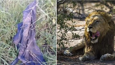 sangriento: queria cazar un rinoceronte pero fue aplastado por un elefante y devorado por leones