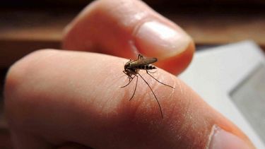 Los casos de dengue superan a los de coronavirus en el país