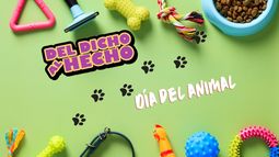 Día del animal, los cuidados para tus mascotas