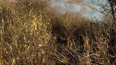 un avion hidrante ayudara a combatir un incendio en poman
