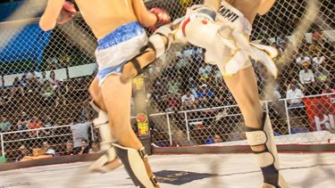 los altos vive el mma y kick boxing 