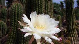 Expo Cactus 2014 en el Museo Histórico