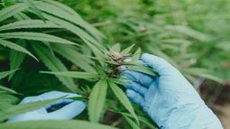 Histórico: reglamentan el uso de cannabis medicinal en el país